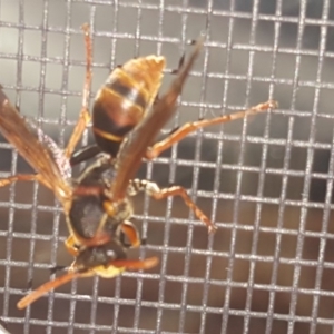 Polistes (Polistella) humilis at Isaacs, ACT - 7 Mar 2018 06:39 PM