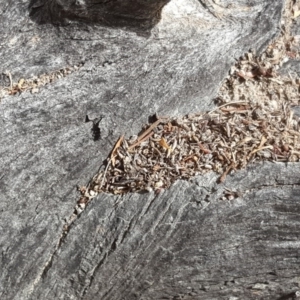 Papyrius nitidus at Symonston, ACT - 7 Mar 2018