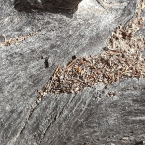 Papyrius nitidus at Symonston, ACT - suppressed