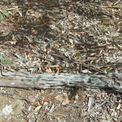 Papyrius nitidus (Shining Coconut Ant) at Symonston, ACT - 6 Mar 2018 by Mike