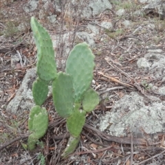 Opuntia sp. (Prickly Pear) at Mount Mugga Mugga - 6 Mar 2018 by Mike