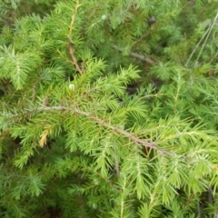 Juniperus communis (Juniper) at Symonston, ACT - 6 Mar 2018 by Mike