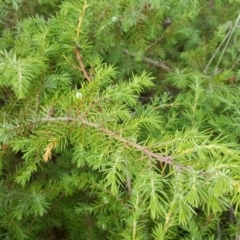 Juniperus communis (Juniper) at Symonston, ACT - 7 Mar 2018 by Mike