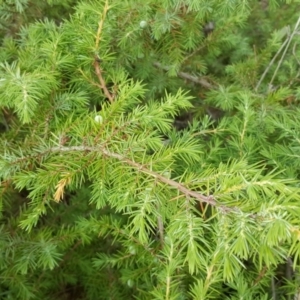 Juniperus communis at Symonston, ACT - 7 Mar 2018 10:28 AM