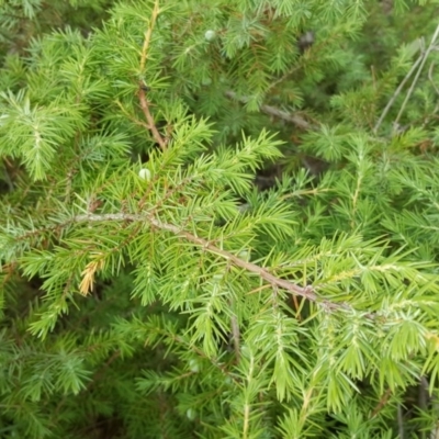 Juniperus communis (Juniper) at Symonston, ACT - 7 Mar 2018 by Mike
