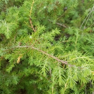 Juniperus communis at Symonston, ACT - 7 Mar 2018