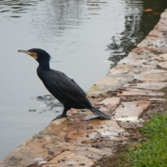 Phalacrocorax carbo (Great Cormorant) at Canberra, ACT - 21 Apr 2017 by Alison Milton