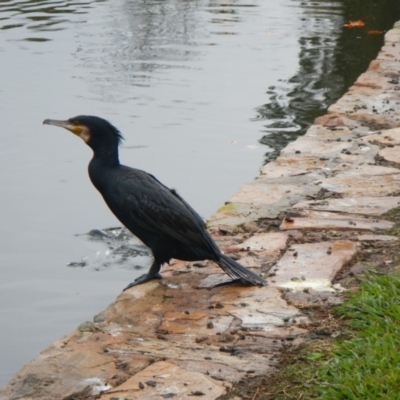 Phalacrocorax carbo (Great Cormorant) at Mount Ainslie to Black Mountain - 21 Apr 2017 by AlisonMilton