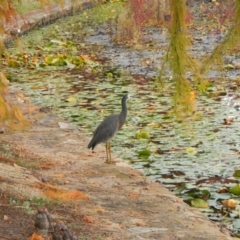 Egretta novaehollandiae (White-faced Heron) at Commonwealth & Kings Parks - 21 Apr 2017 by Alison Milton