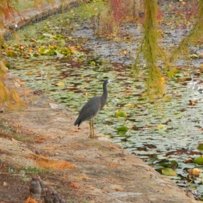 Egretta novaehollandiae (White-faced Heron) at Mount Ainslie to Black Mountain - 21 Apr 2017 by AlisonMilton