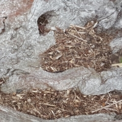 Papyrius nitidus (Shining Coconut Ant) at Symonston, ACT - 6 Mar 2018 by Mike