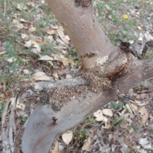 Papyrius nitidus at Symonston, ACT - suppressed