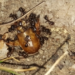 Papyrius nitidus (Shining Coconut Ant) at Symonston, ACT - 7 Mar 2018 by Mike