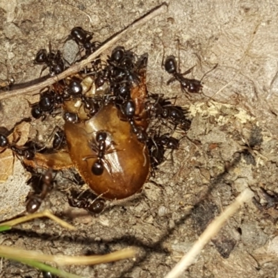 Papyrius nitidus (Shining Coconut Ant) at Symonston, ACT - 7 Mar 2018 by Mike