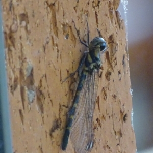 Cordulephya pygmaea at Karabar, NSW - 7 Mar 2018