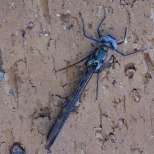 Cordulephya pygmaea at Karabar, NSW - 7 Mar 2018