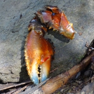 Euastacus crassus at Paddys River, ACT - suppressed