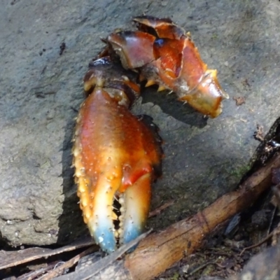 Euastacus crassus (Alpine Spiny Crayfish) at Paddys River, ACT - 5 Mar 2018 by roymcd