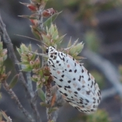 Utetheisa pulchelloides (Heliotrope Moth) at Rob Roy Range - 28 Feb 2018 by michaelb