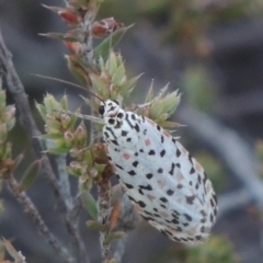 Utetheisa pulchelloides (Heliotrope Moth) at Rob Roy Range - 28 Feb 2018 by MichaelBedingfield