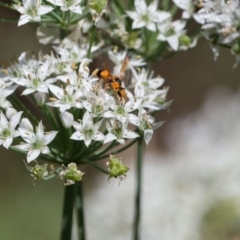 Eumeninae (subfamily) at Murrumbateman, NSW - 8 Mar 2018 10:31 AM