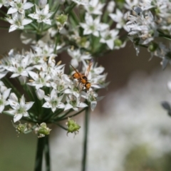 Eumeninae (subfamily) at Murrumbateman, NSW - 8 Mar 2018 10:31 AM