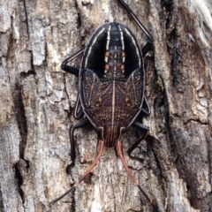 Theseus modestus (Gum tree shield bug) at Stromlo, ACT - 16 Sep 2016 by KMcCue