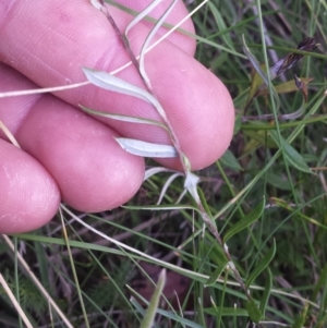 Leptorhynchos squamatus subsp. alpinus at Paddys River, ACT - 3 Mar 2018