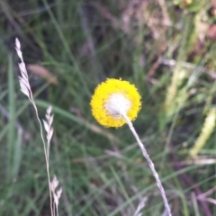 Leptorhynchos squamatus subsp. alpinus at Paddys River, ACT - 3 Mar 2018