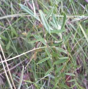 Leptorhynchos squamatus subsp. alpinus at Paddys River, ACT - 3 Mar 2018