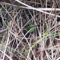 Eriochilus cucullatus (Parson's Bands) at Gibraltar Pines - 3 Mar 2018 by gregbaines