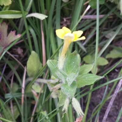 Erythranthe moschata (Musk) at Gibraltar Pines - 3 Mar 2018 by gregbaines