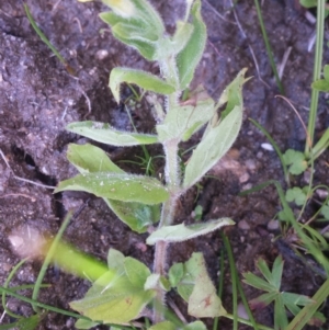 Erythranthe moschata at Paddys River, ACT - 3 Mar 2018 05:10 PM