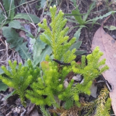Lycopodium fastigiatum (Alpine Club Moss) at Gibraltar Pines - 3 Mar 2018 by gregbaines