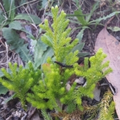 Lycopodium fastigiatum (Alpine Club Moss) at Paddys River, ACT - 3 Mar 2018 by gregbaines