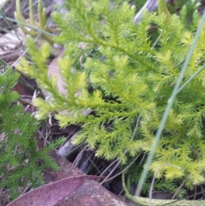 Austrolycopodium fastigiatum at Paddys River, ACT - 3 Mar 2018 06:02 PM