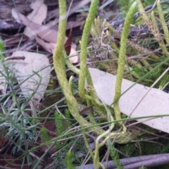 Austrolycopodium fastigiatum at Paddys River, ACT - 3 Mar 2018 06:02 PM