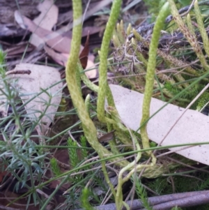 Austrolycopodium fastigiatum at Paddys River, ACT - 3 Mar 2018 06:02 PM