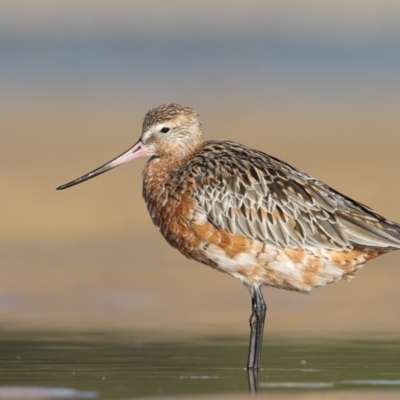 Limosa lapponica (Bar-tailed Godwit) at Merimbula, NSW - 7 Mar 2018 by Leo