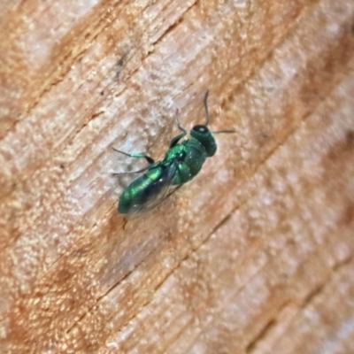 Primeuchroeus sp. (genus) (Cuckoo Wasp) at Acton, ACT - 8 Mar 2018 by RodDeb