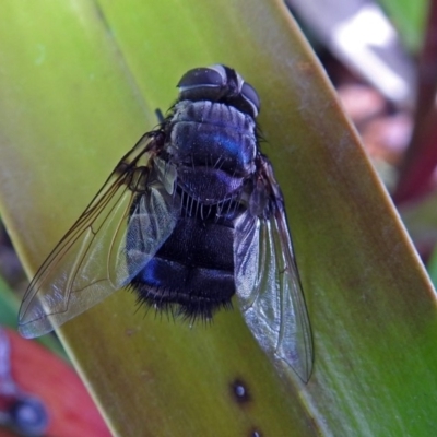 Rutilia sp. (genus) (A Rutilia bristle fly, subgenus unknown) at Acton, ACT - 8 Mar 2018 by RodDeb