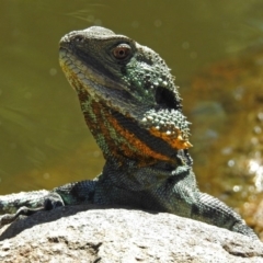 Intellagama lesueurii howittii (Gippsland Water Dragon) at Acton, ACT - 8 Mar 2018 by RodDeb