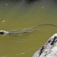 Intellagama lesueurii howittii at Acton, ACT - 8 Mar 2018