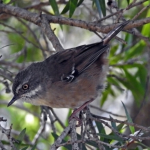 Sericornis frontalis at Acton, ACT - 8 Mar 2018