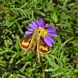 Ocybadistes walkeri at Acton, ACT - 8 Mar 2018