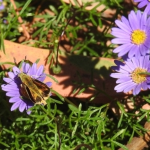 Ocybadistes walkeri at Acton, ACT - 8 Mar 2018 10:51 AM