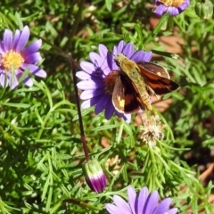 Ocybadistes walkeri at Acton, ACT - 8 Mar 2018 10:51 AM