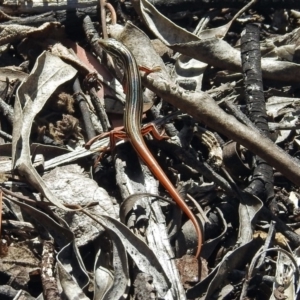 Ctenotus taeniolatus at Acton, ACT - 8 Mar 2018 11:32 AM