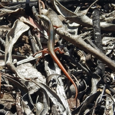 Ctenotus taeniolatus (Copper-tailed Skink) at ANBG - 8 Mar 2018 by RodDeb