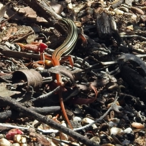 Ctenotus taeniolatus at Acton, ACT - 8 Mar 2018 11:32 AM